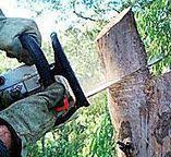Professional Tree Care in Harrisville, UT