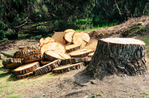 How Our Tree Care Process Works  in  Harrisville, UT
